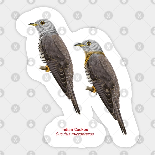 Indian Cuckoo | Cuculus micropterus ⚥ Sticker by bona 